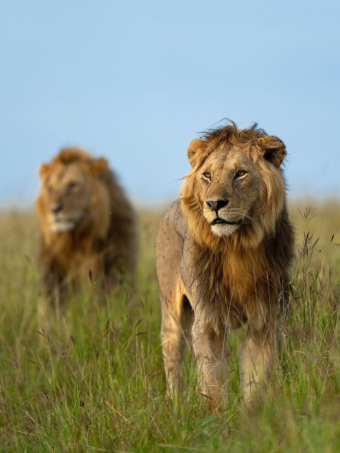 Lion devouring prey on the Kenyan plains